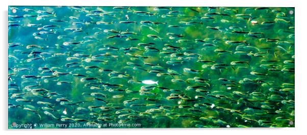 Menhaden Pogy Fish Swarm Padanaram Harbor Dartmouth Massachusetts Acrylic by William Perry