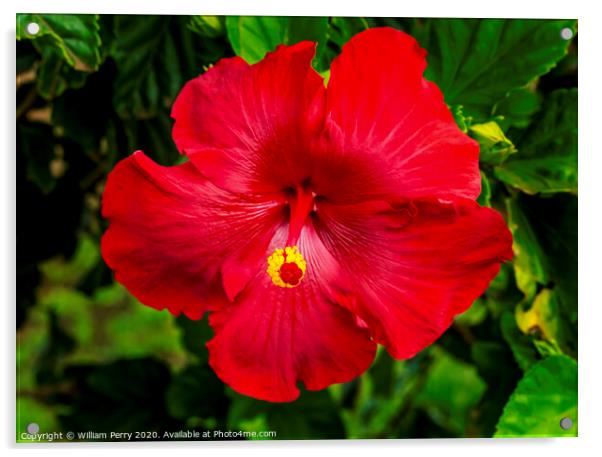 Red Painted Lady Tropical Hibiscus Flower Easter Island Chile Acrylic by William Perry