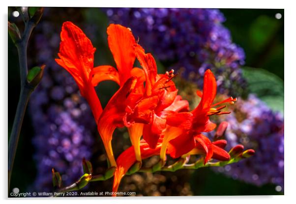 Red Orange Montbretia Crocosmia Blooming Macro Acrylic by William Perry