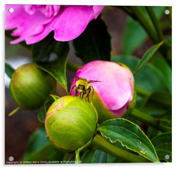 Yellow Bumble Bee Pink Peony Bud Acrylic by William Perry