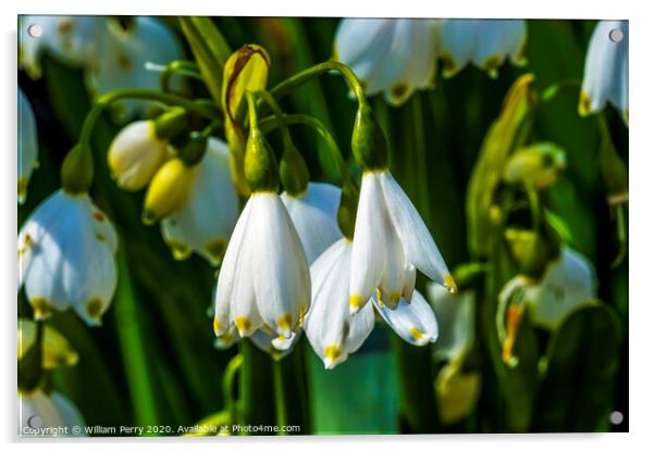 White Loddon Lily Blooming Macro Acrylic by William Perry