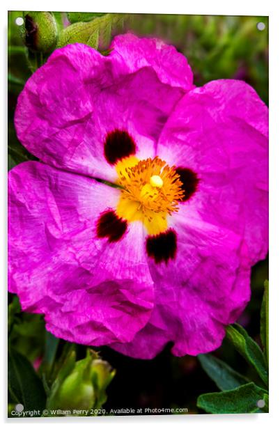 Pink Rock Rose Blooming Macro Washington  Acrylic by William Perry