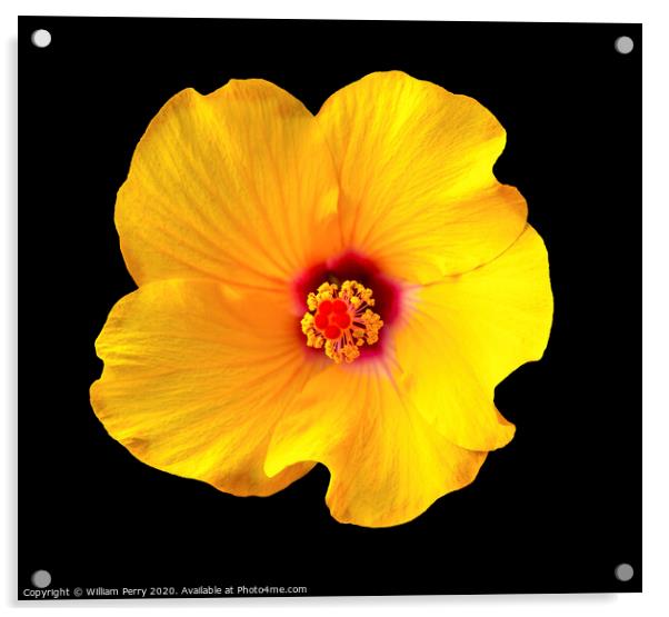 Golden Yellow Burgundy Tropical Hibiscus Flower Easter Island Chile Acrylic by William Perry
