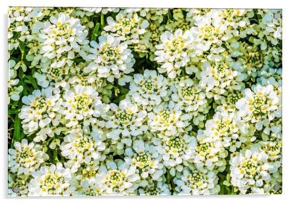 White Yarrow Flowers Shrub Blooming Macro Acrylic by William Perry