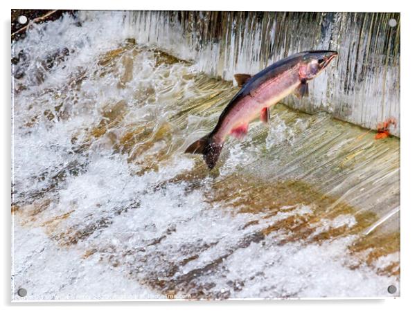 Chinook Coho Salmon Jumping Issaquah Hatchery Washington State Acrylic by William Perry