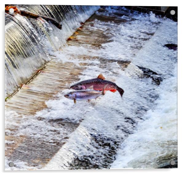 Chinook Coho Salmon Jumping Issaquah Hatchery Washington State Acrylic by William Perry