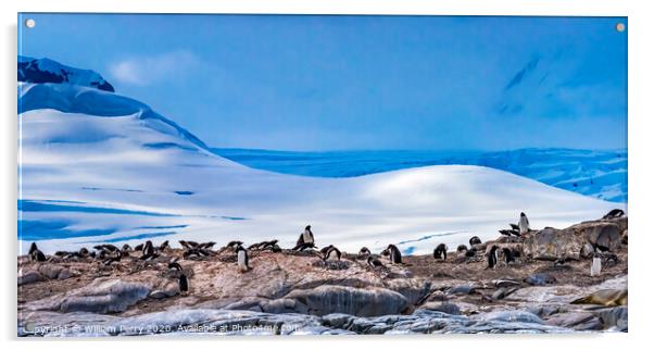 Gentoo Penguins Rookery Snow Mountains Damoy Point Antarctica Acrylic by William Perry
