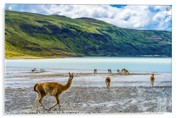 Guanacos Wild Lamas Torres del Paine National Park Acrylic by William Perry