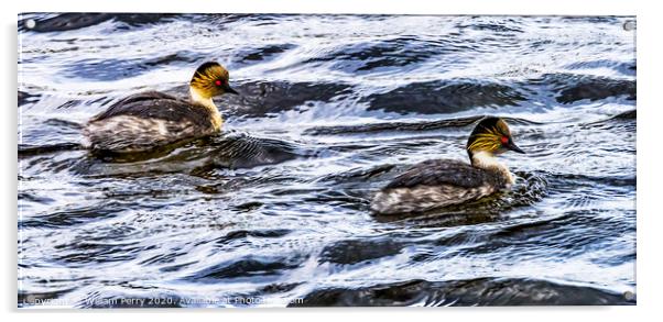 Eared Grebes Torres del Paine National Park Chile Acrylic by William Perry