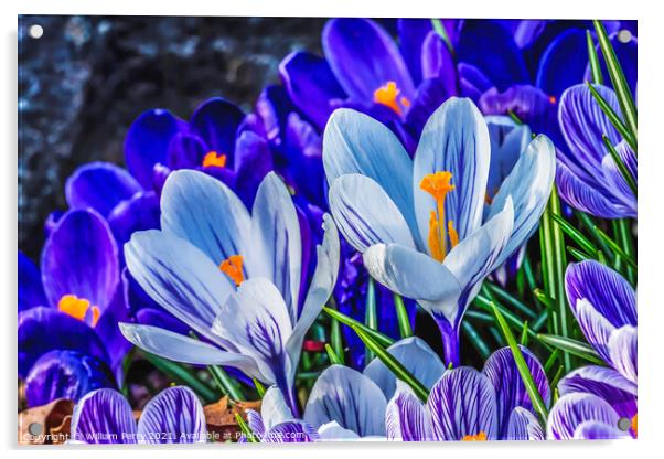 Purple White Crocuses Blossom Blooming Macro Washington Acrylic by William Perry