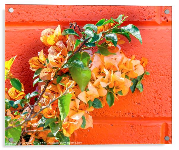 Orange Bougainvillea Wall Mexico City Mexico Acrylic by William Perry