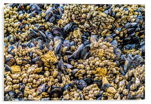 Mussels Barnacles Low Tide Pools Canon Beach Oregon Acrylic by William Perry