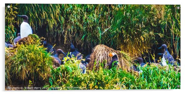 Murres Nest Tufted Puffin Seabirds Haystack Rock Canon Beach Ore Acrylic by William Perry