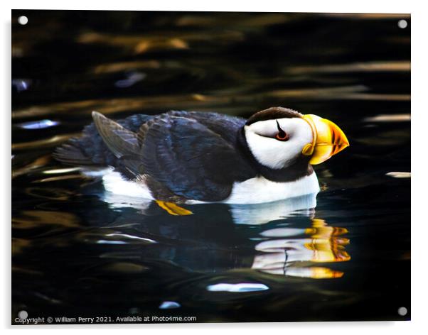 Horned Puffin Reflection Alaska Acrylic by William Perry