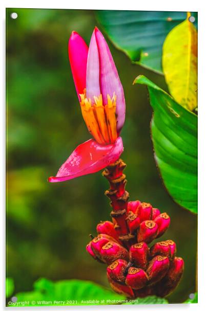Pink Hairy Banana Moorea Tahiti Acrylic by William Perry