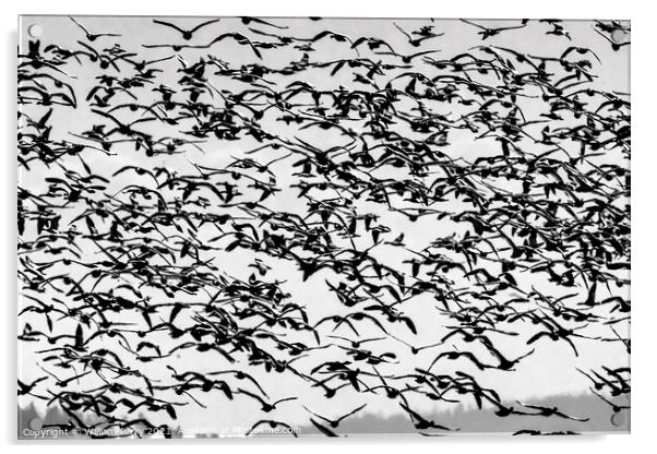 Thousands Snow Geese Flying Skagit Valley Washington Acrylic by William Perry