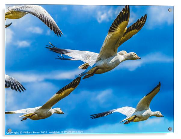 Snow Geese Flying Skagit Valley Washington Acrylic by William Perry