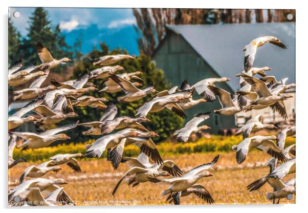 Many Snow Geese Flying Skagit Valley Washington Acrylic by William Perry