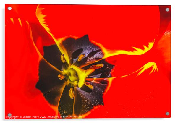 Big Red Yellow Banja Luka Tulip Petals Blooming Macro Acrylic by William Perry