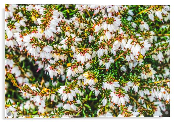 Springwood White Heather Blooming Macro Acrylic by William Perry