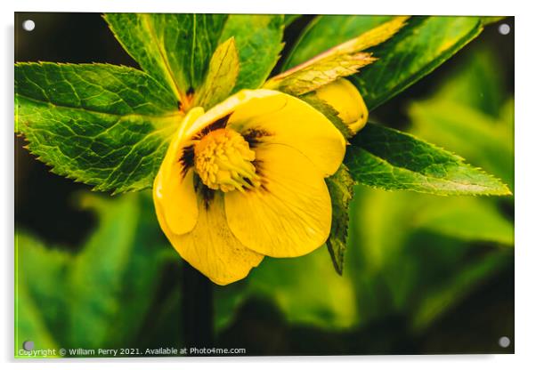 Yellow Helleborus Lenten Rose Acrylic by William Perry
