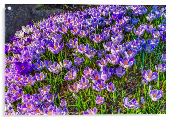 Blue Purple White Crocuses Blossoms Blooming Macro Washington Acrylic by William Perry