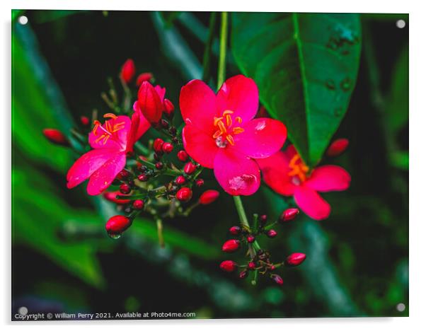 Pink Peregrina Spicy Jatropha Easter Island Chile Acrylic by William Perry