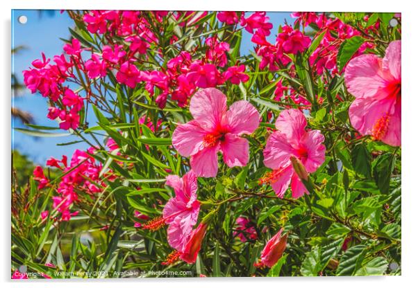 Seminole Pink Tropical Hibiscus Flowers Easter Island Chile Acrylic by William Perry