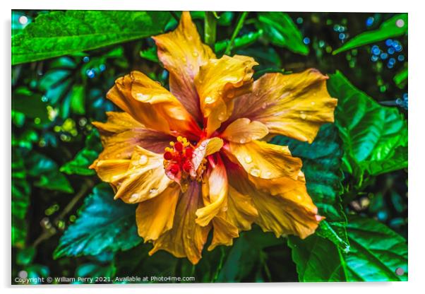 Orange Double Dip Tropical Hibiscus Flower Easter Island Chile Acrylic by William Perry