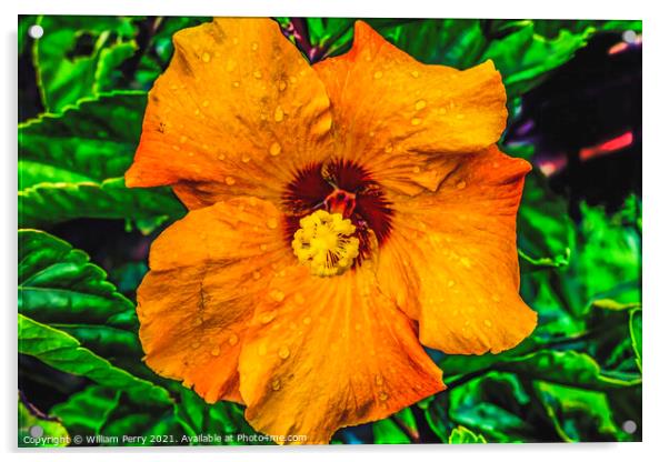 Orange Gold Brown Tropical Hibiscus Flower Easter Island Chile Acrylic by William Perry