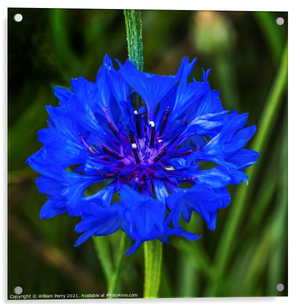 Blue Bachelor's Button Cornflower Blooming Macro Acrylic by William Perry