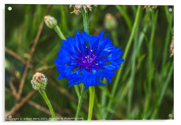 Blue Bachelor's Button Cornflower Blooming Macro Acrylic by William Perry
