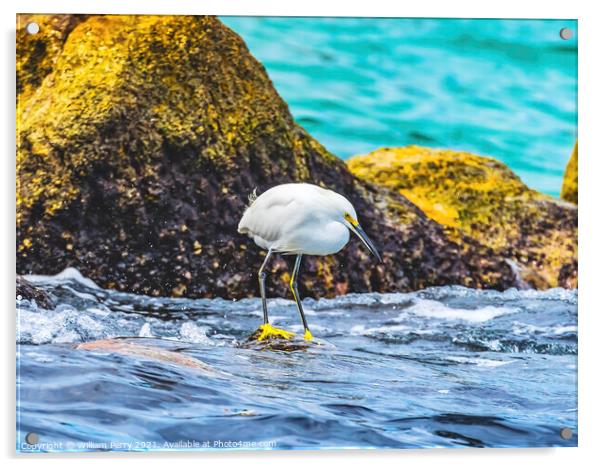Snowy White Egret Cabo San Lucas Mexico Acrylic by William Perry