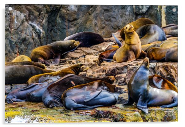 California Sea Lions Cabo San Lucas Mexico Acrylic by William Perry