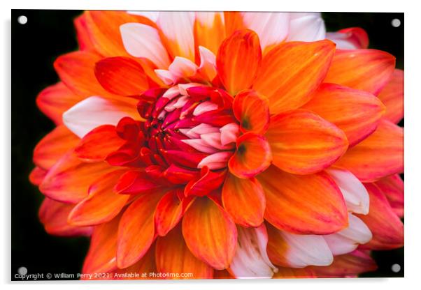 Orange White A La Mode Dahlia Blooming Macro Acrylic by William Perry
