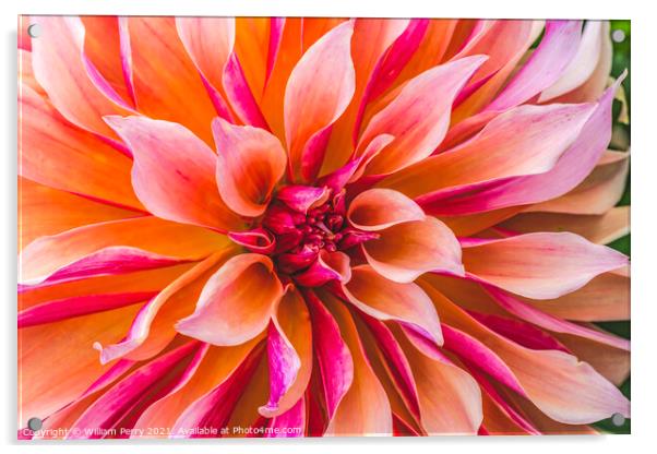 Coral Apricot Pink Rose Labyrinth Dahlia Blooming Macro Acrylic by William Perry