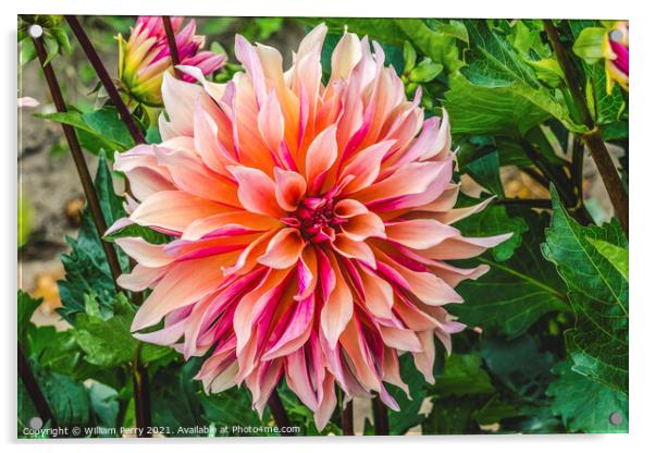 Coral Apricot Pink Rose Labyrinth Dahlia Blooming Macro Acrylic by William Perry