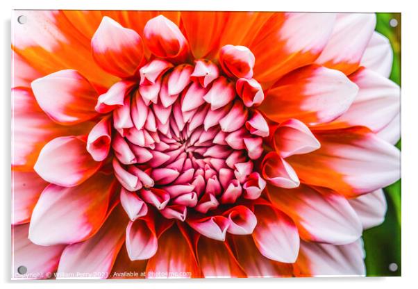 Orange White A La Mode Dahlia Blooming Macro Acrylic by William Perry