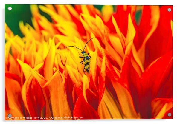 Yellow Bug Red Yellow Show N Tell Dahlia Blooming Macro Acrylic by William Perry