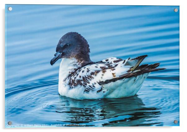 Cape Petrel Pintado Paradise Bay Skintorp Cove Antarctica Acrylic by William Perry