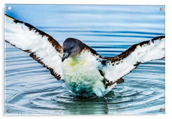 Cape Petrel Pintado Stretching Wings Paradise Bay Antarctica Acrylic by William Perry