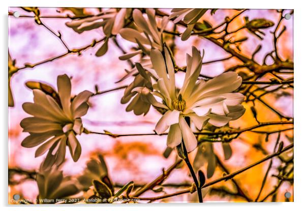 White Star Magnolia Blossoms Blooming Washington Acrylic by William Perry