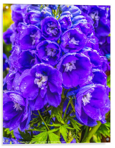 Blue Purple Delphinium Larkspur Blossom Blooming Acrylic by William Perry