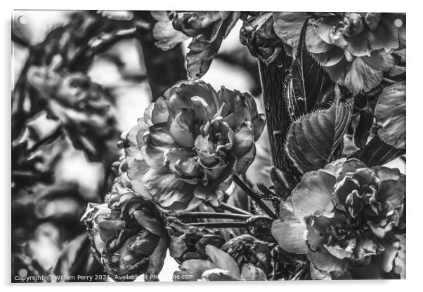Black White Kwanzan Cherry Flowers Blooming Macro Acrylic by William Perry