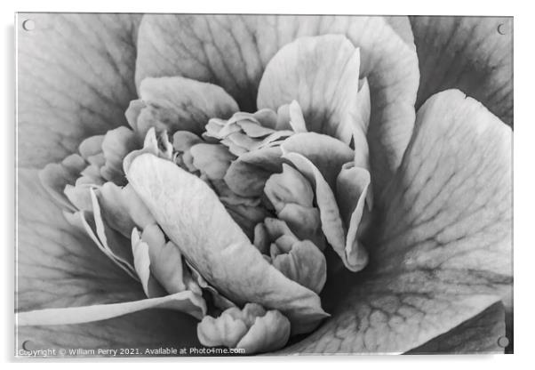Black White Camellia Reticulata Blooming Macro Acrylic by William Perry