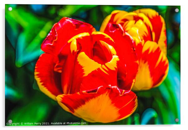 Red Yellow Banja Luka Tulips Blooming Macro Acrylic by William Perry