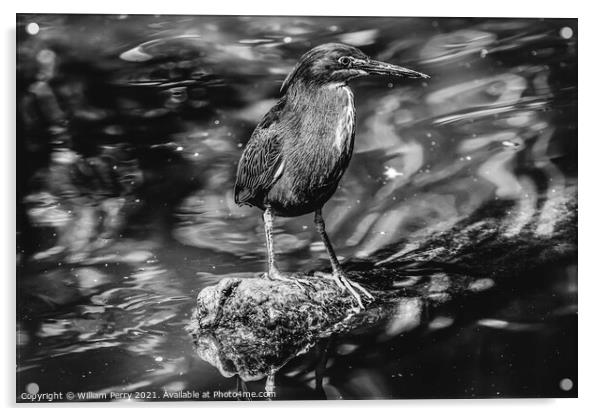 Green Heron Looking For Fish Florida Acrylic by William Perry