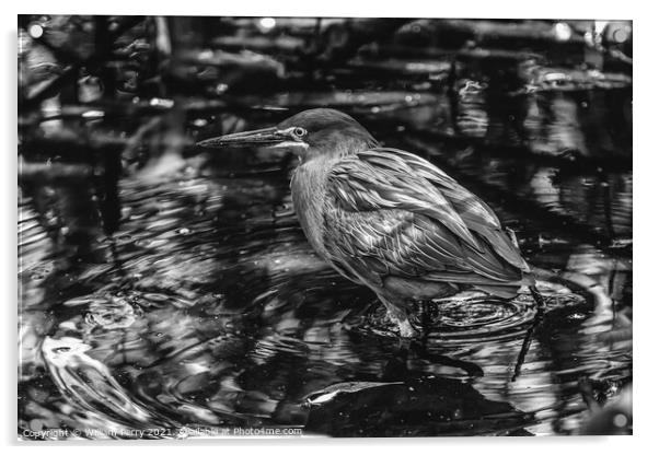 Black White Green Heron Looking For Fish Florida Acrylic by William Perry