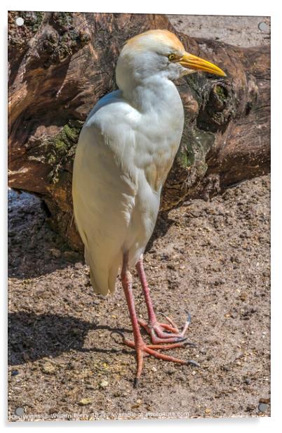 White Cattle Egret Florida Acrylic by William Perry