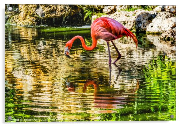 Colorful Pink American Flamingo Reflections Florida Acrylic by William Perry